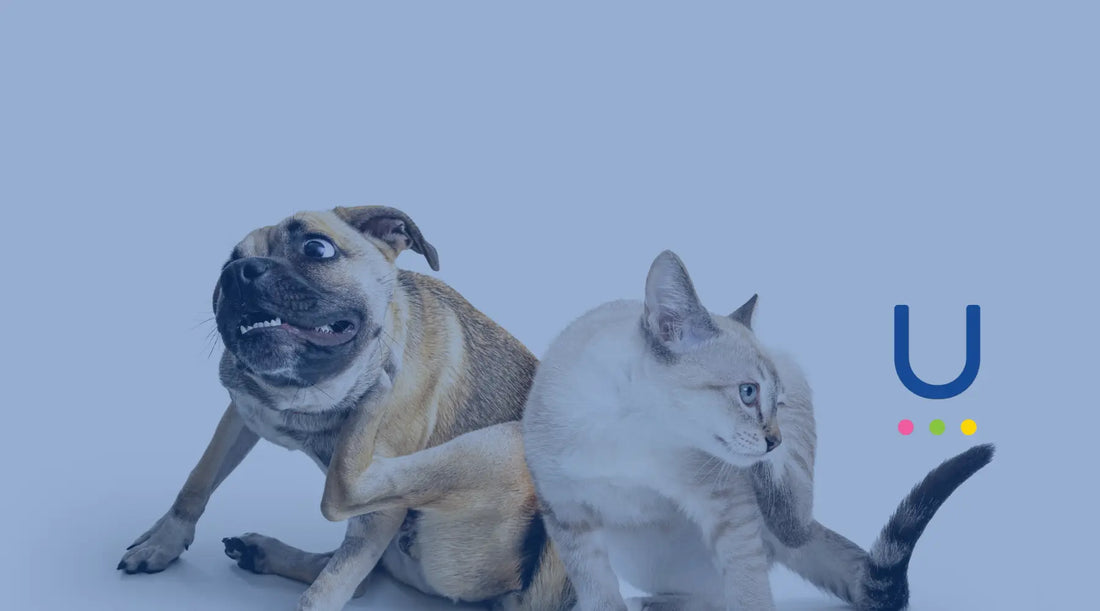 Why Is My Dog Itching? Food Intolerance vs Other Causes