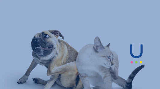 Why Is My Dog Itching? Food Intolerance vs Other Causes