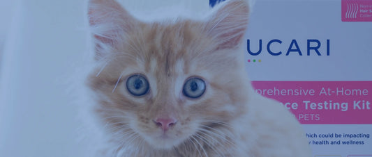 a cute cat looking at the screen with At-Home Food Intolerance Test Kit by UCARI