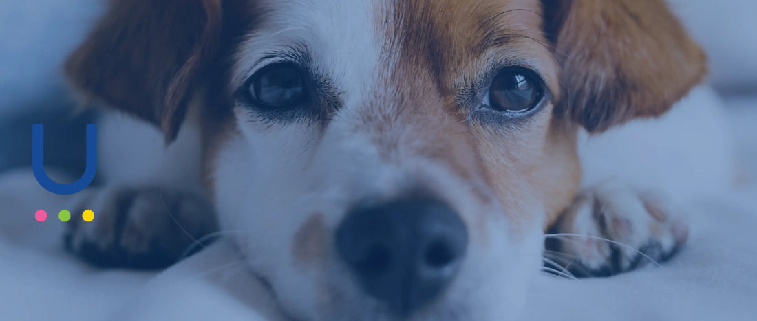 a cute puppy lying o the bed looking at the camera and being ready for Food Intolerance Test by UCARI at home 
