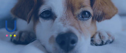 a cute puppy lying o the bed looking at the camera and being ready for Food Intolerance Test by UCARI at home 